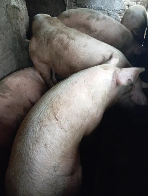 Cene i oglasi na pijacama