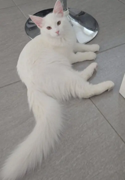 Cene i oglasi na pijacama