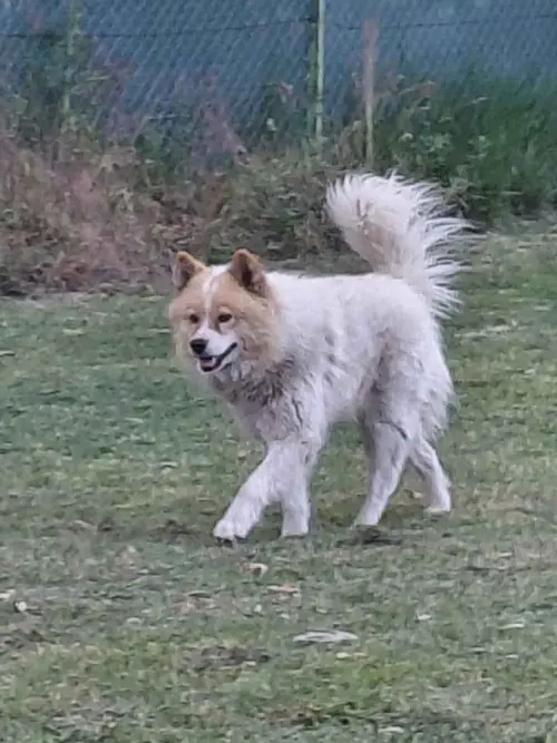 Cene i oglasi na pijacama