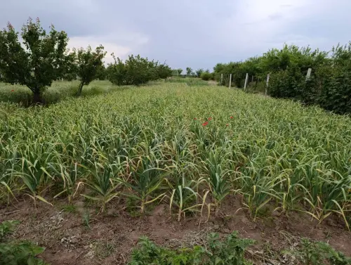 Cene i oglasi na pijacama