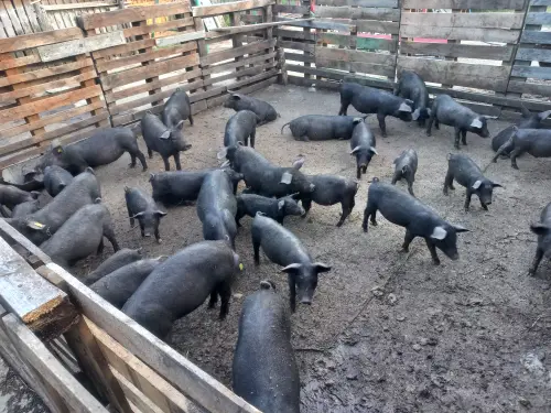 Cene i oglasi na pijacama