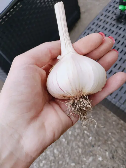 Cene i oglasi na pijacama
