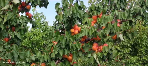 Cene i oglasi na pijacama