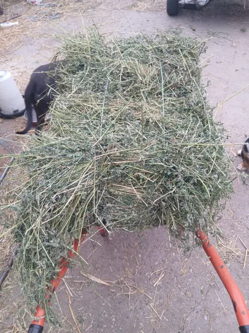 Cene i oglasi na pijacama