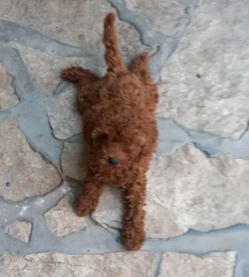 Cene i oglasi na pijacama