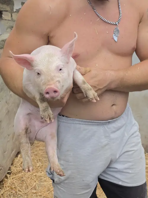 Cene i oglasi na pijacama