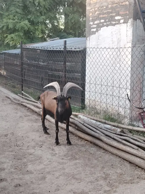 Cene i oglasi na pijacama