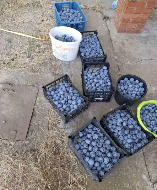 Cene i oglasi na pijacama