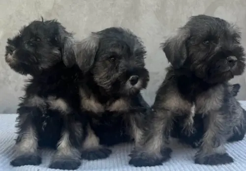 Cene i oglasi na pijacama