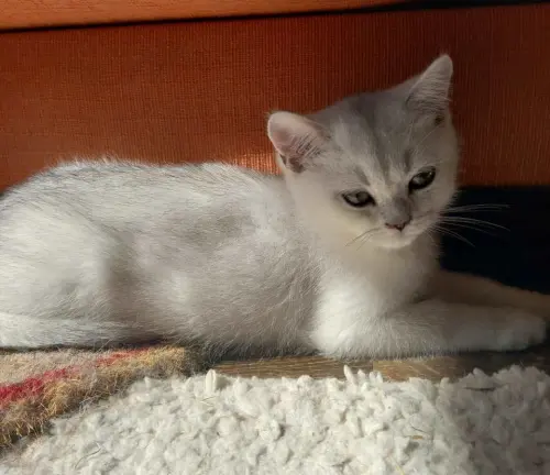 Cene i oglasi na pijacama