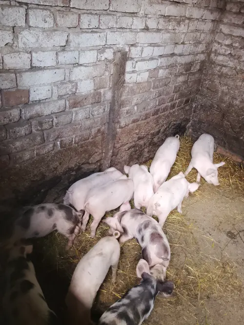 Cene i oglasi na pijacama