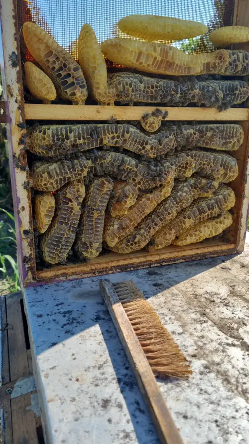 Cene i oglasi na pijacama