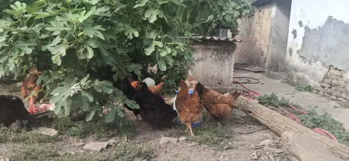 Cene i oglasi na pijacama
