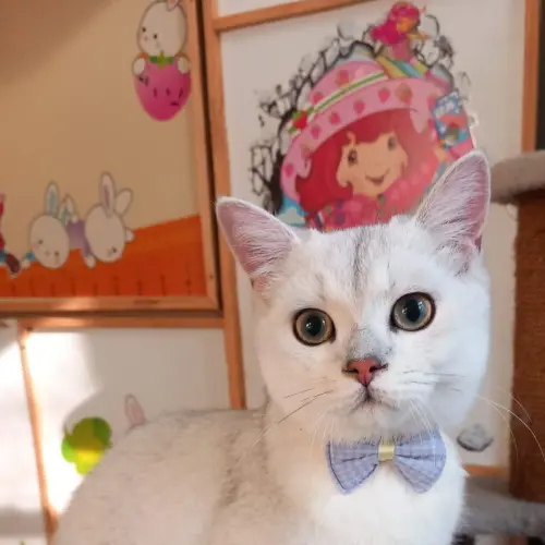 Cene i oglasi na pijacama