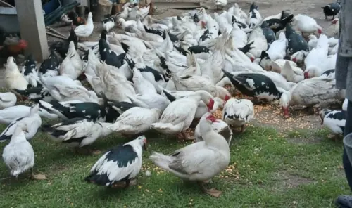 Cene i oglasi na pijacama