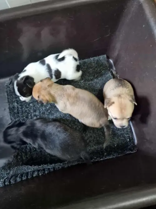 Cene i oglasi na pijacama