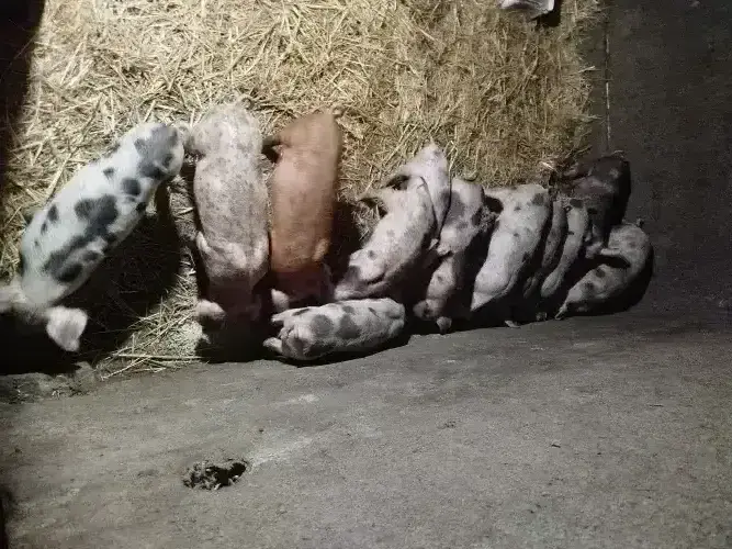 Cene i oglasi na pijacama