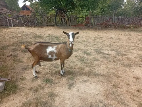 Cene i oglasi na pijacama