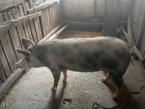 Cene i oglasi na pijacama