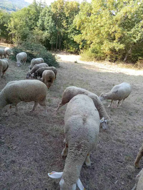 Cene i oglasi na pijacama