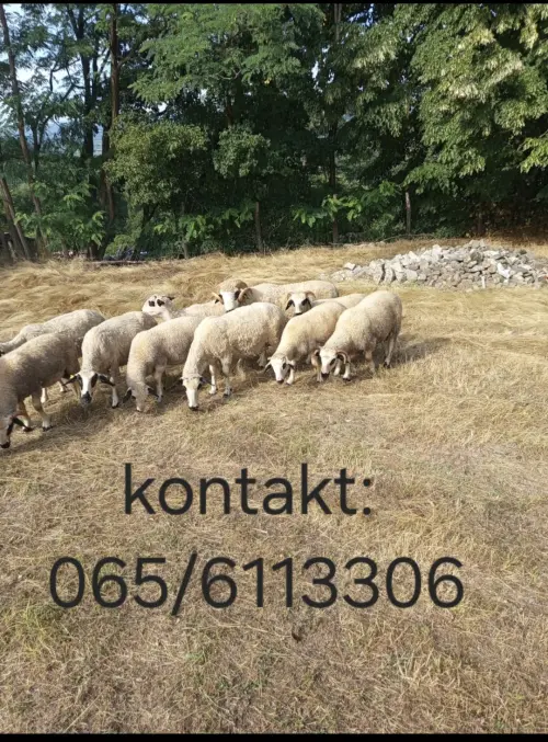 Cene i oglasi na pijacama
