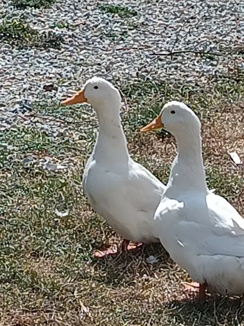 Cene i oglasi na pijacama