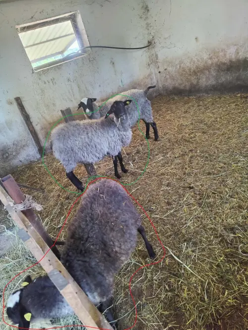Cene i oglasi na pijacama
