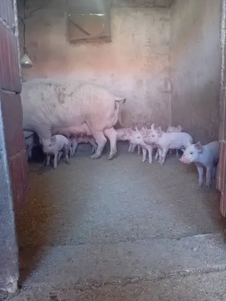 Cene i oglasi na pijacama