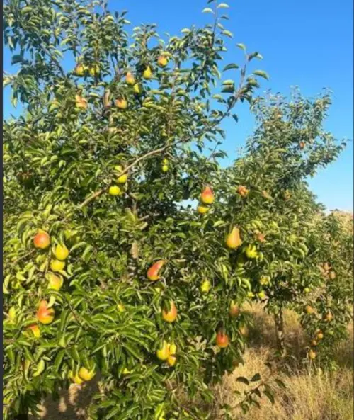 Cene i oglasi na pijacama