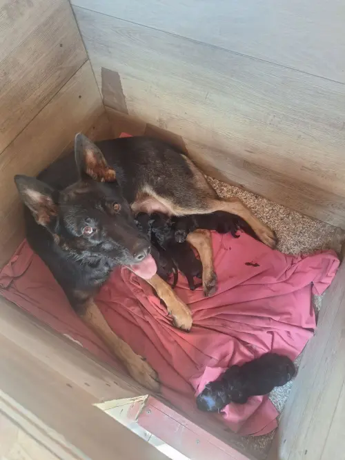 Cene i oglasi na pijacama