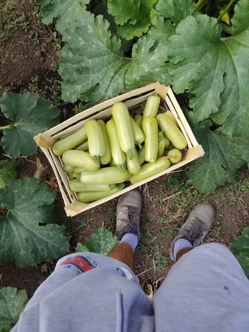 Cene i oglasi na pijacama