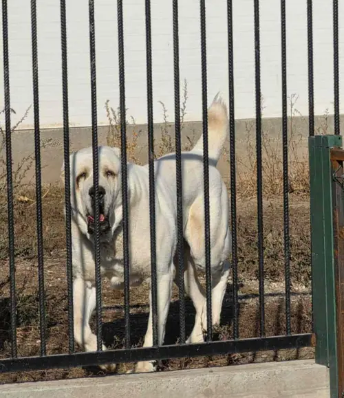 Vrhunski azijat  za parenje -Azijat 3 godine – oglas, Novi Sad