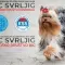 Izložba pasa Svrljig 2026